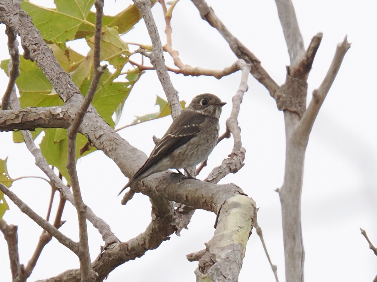 lejsek tmavoboký - ML642116228