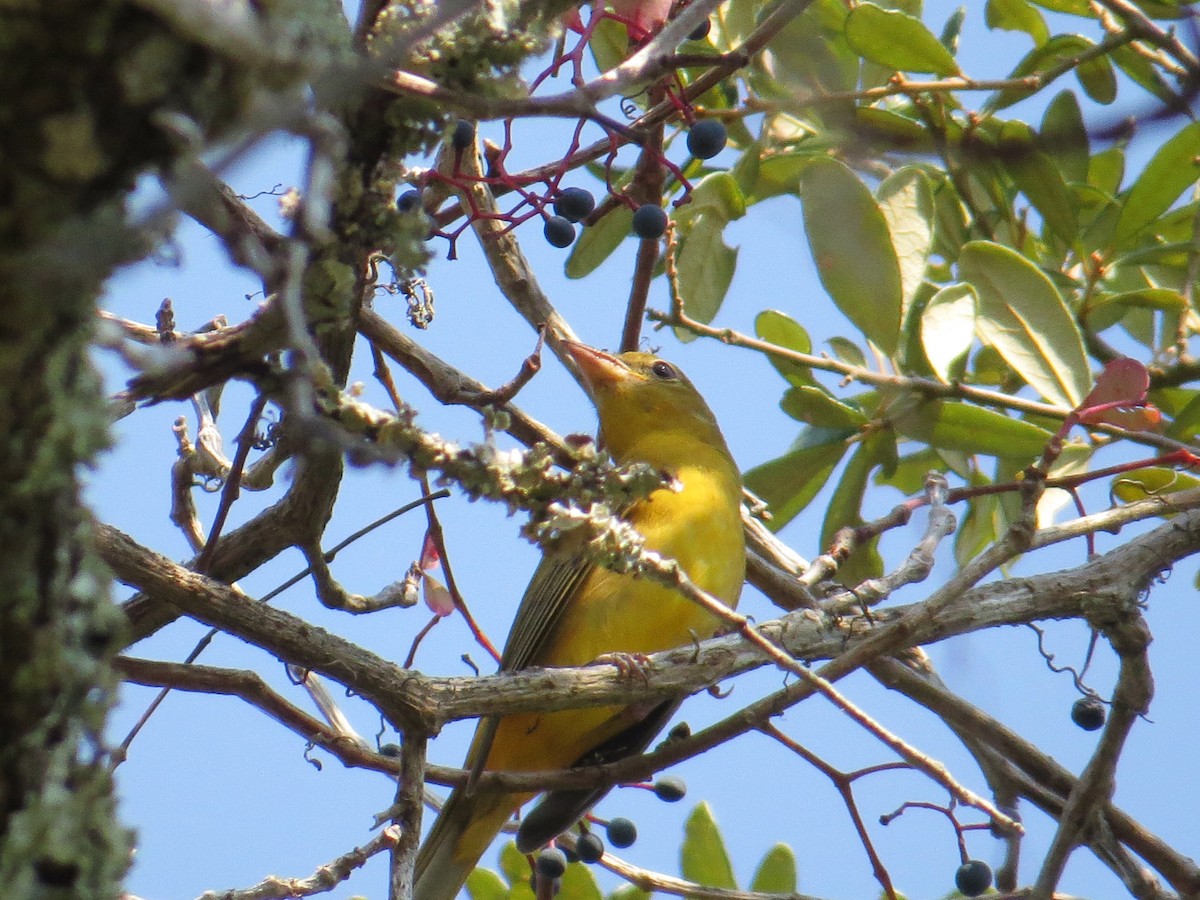 Summer Tanager - ML642116243