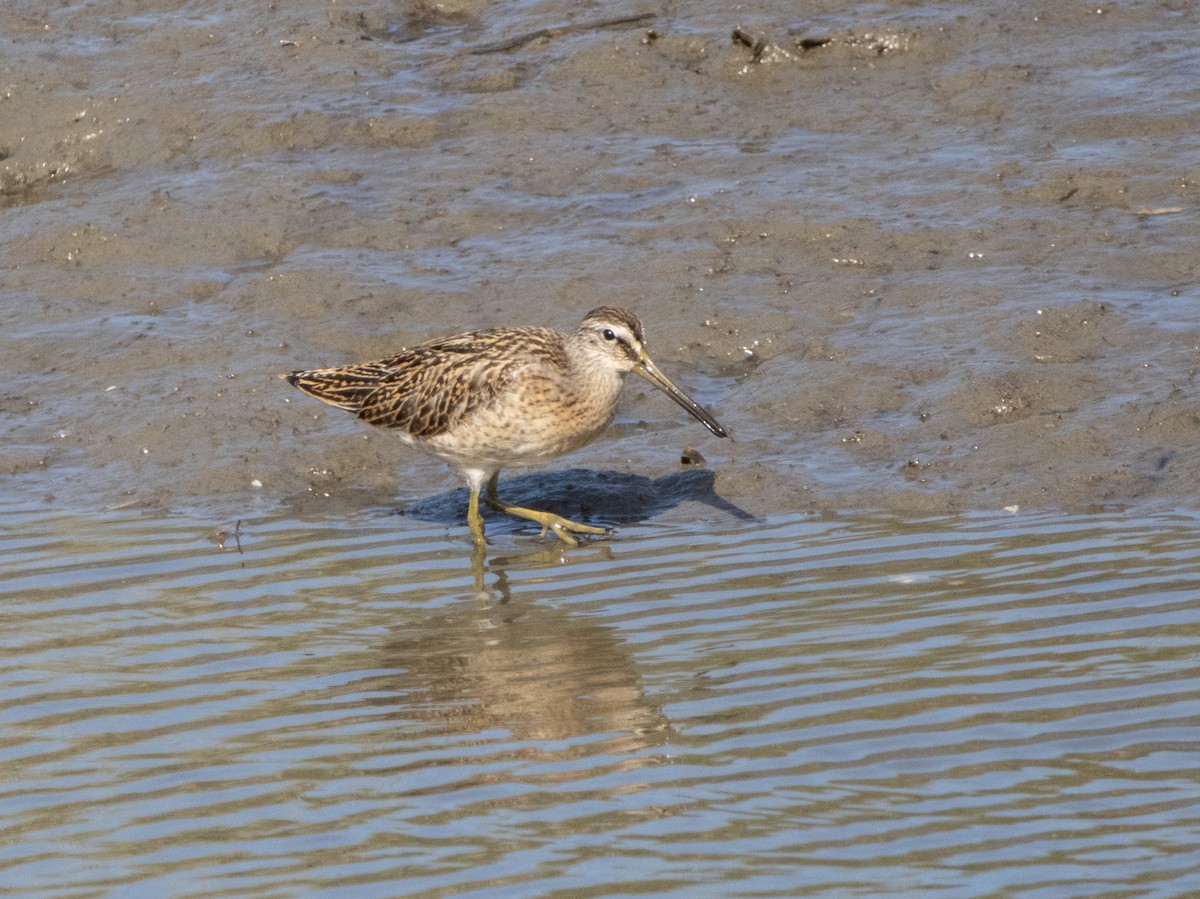 Short-billed Dowitcher - ML642116265