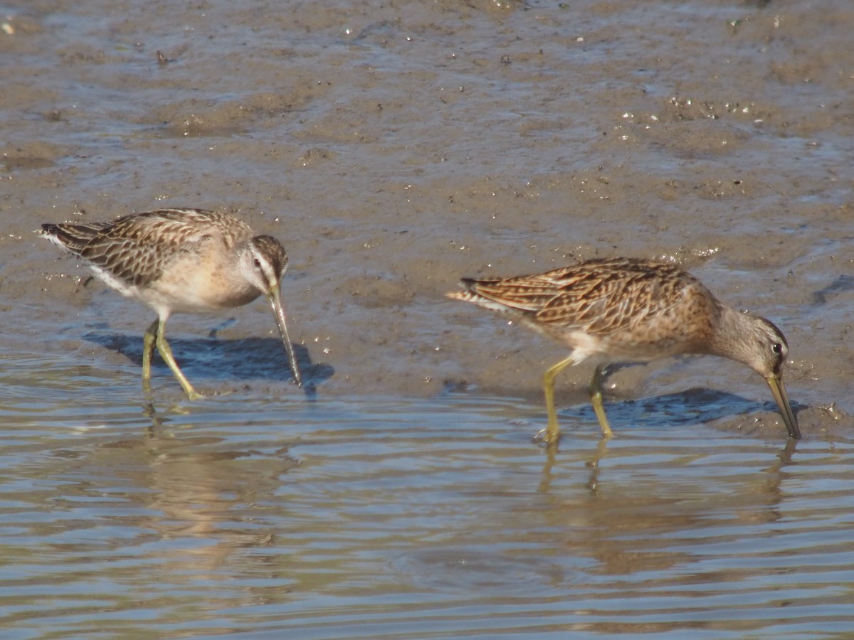Short-billed Dowitcher - ML642116266