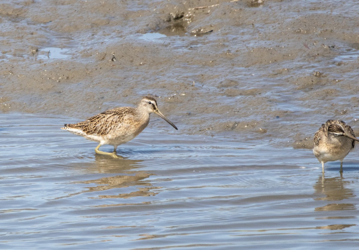 Short-billed Dowitcher - ML642116267