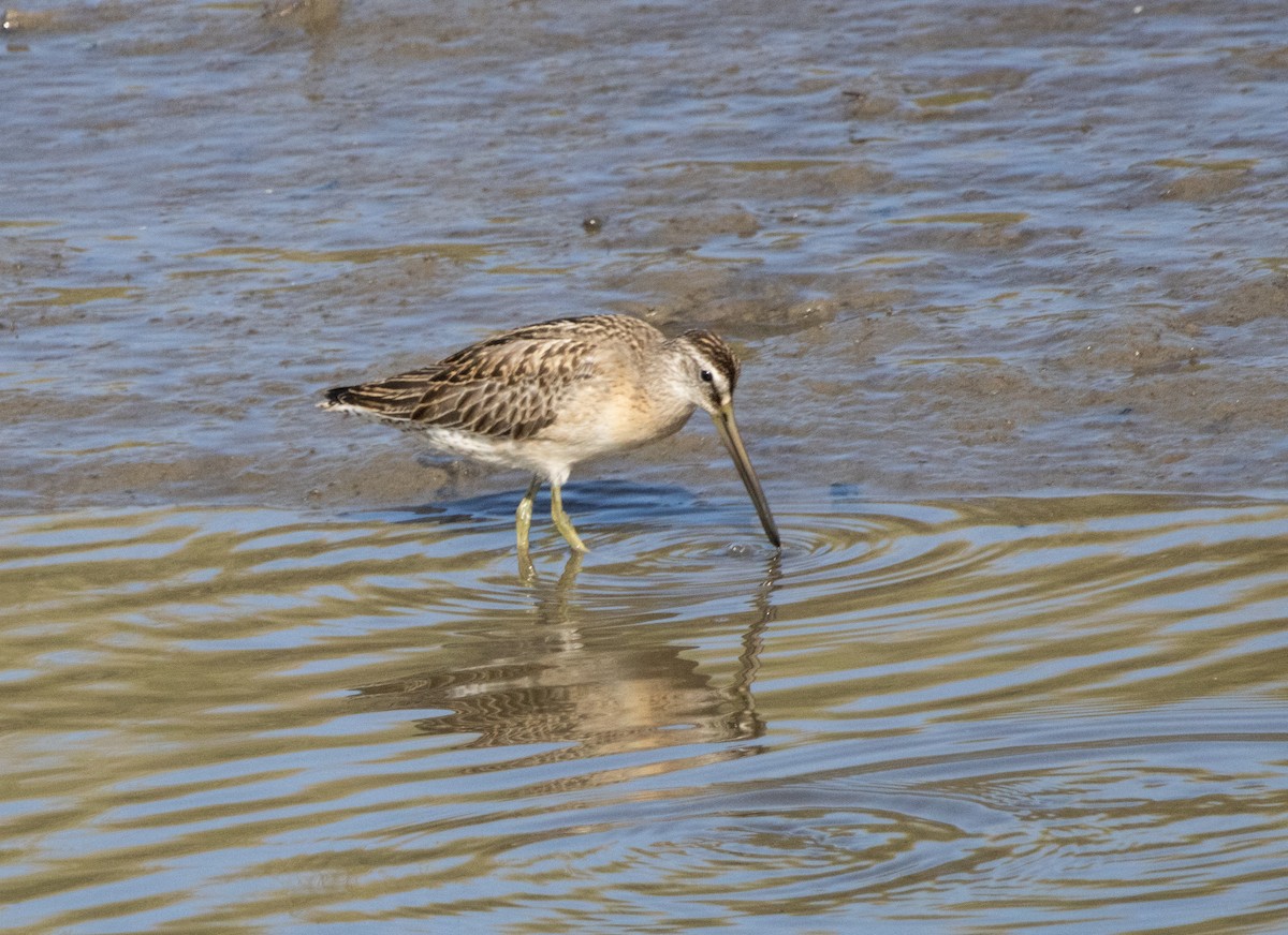 Short-billed Dowitcher - ML642116268