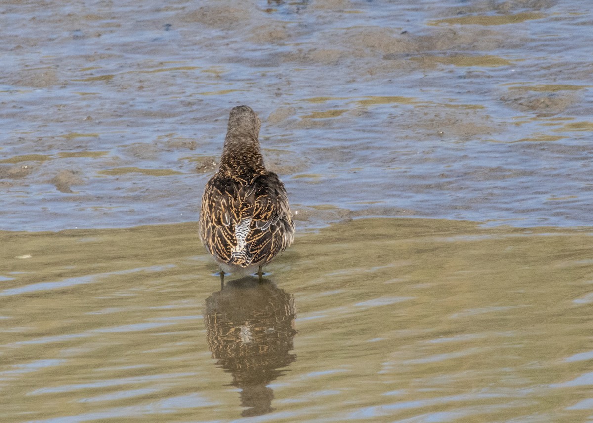 Short-billed Dowitcher - ML642116269