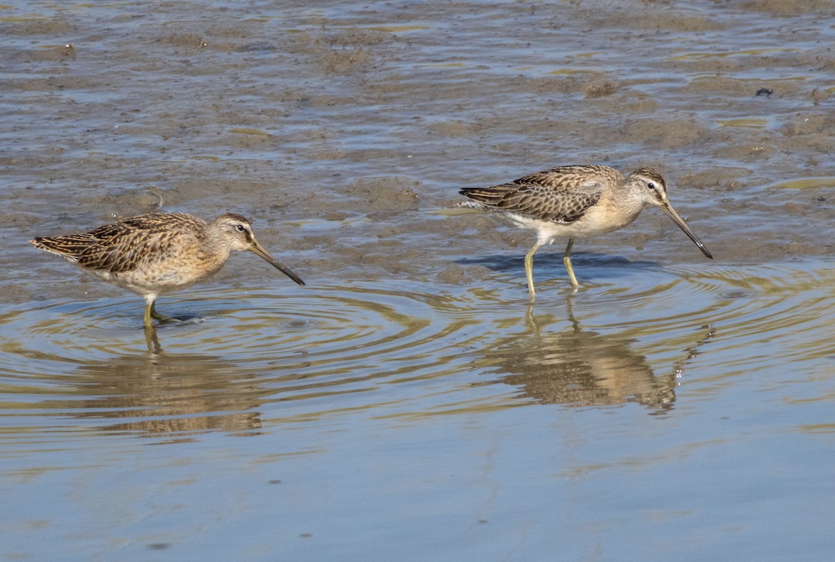 Short-billed Dowitcher - ML642116270