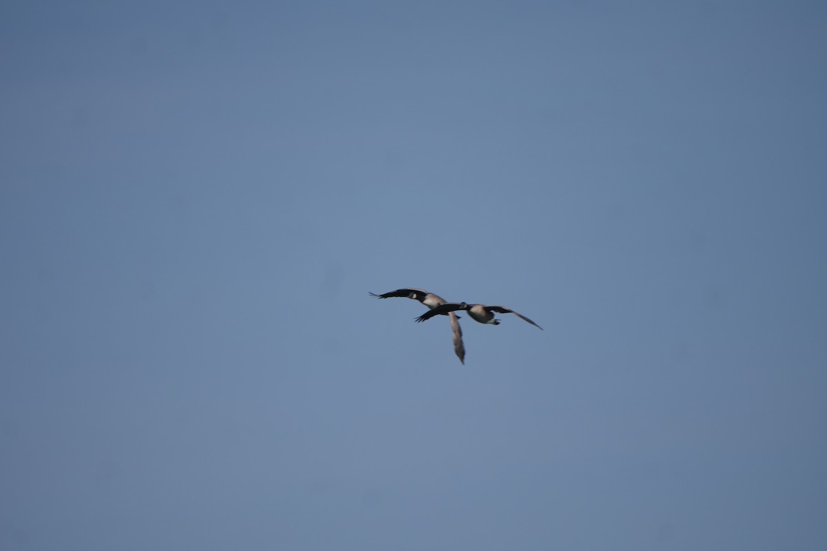 Canada Goose - ML642116272