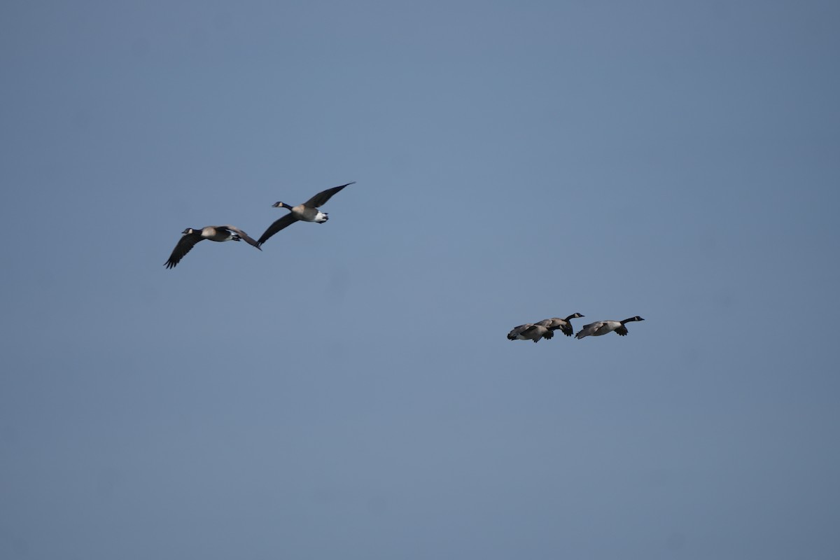 Canada Goose - ML642116274
