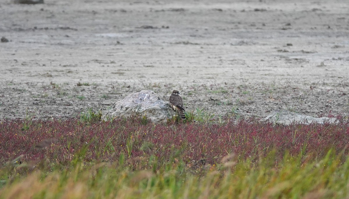 灰背隼 - ML642116279