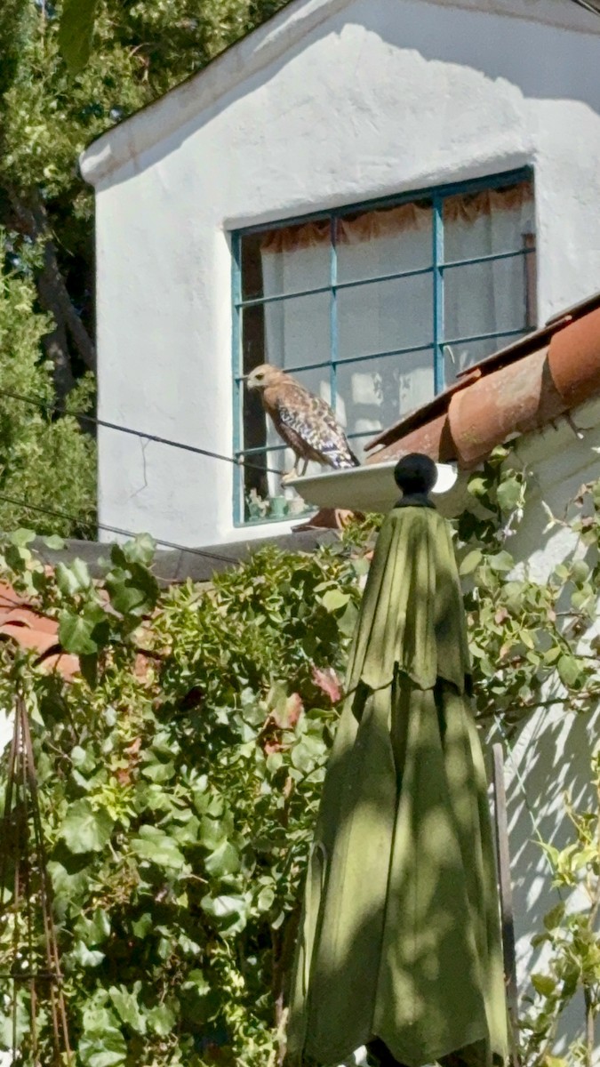 Red-shouldered Hawk - ML642116297