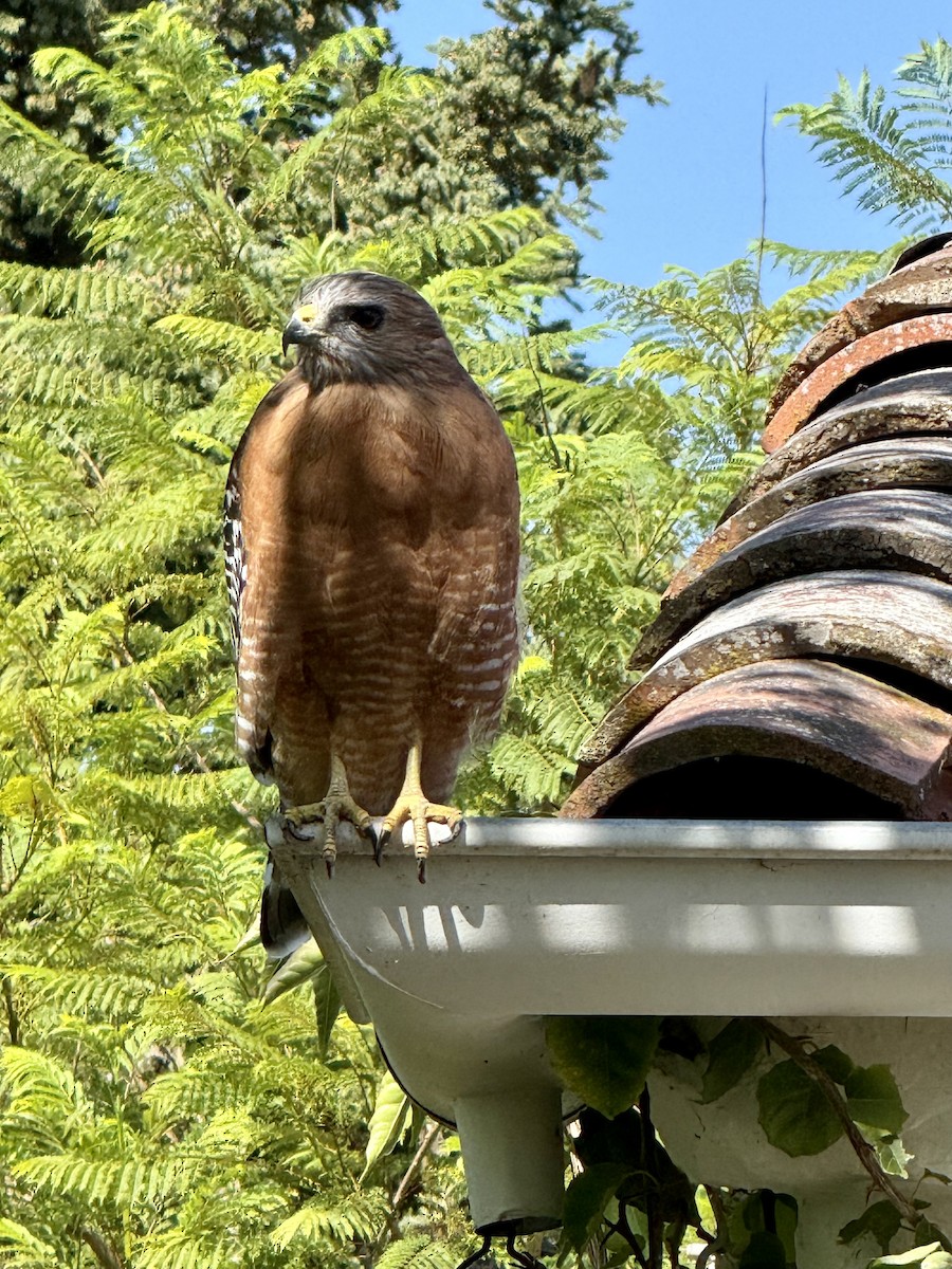 Red-shouldered Hawk - ML642116298