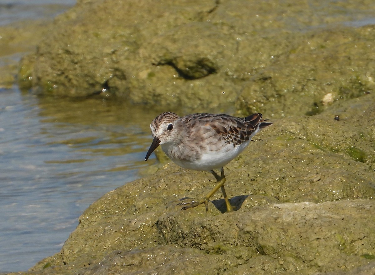 Least Sandpiper - ML642116299
