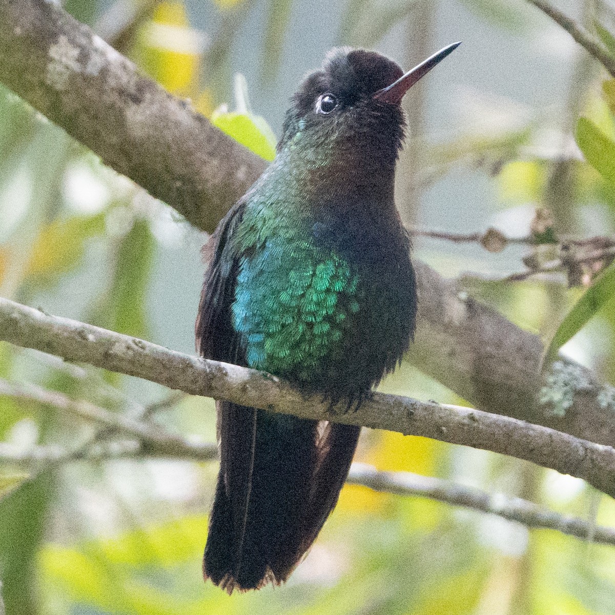 Fiery-throated Hummingbird - ML642116308