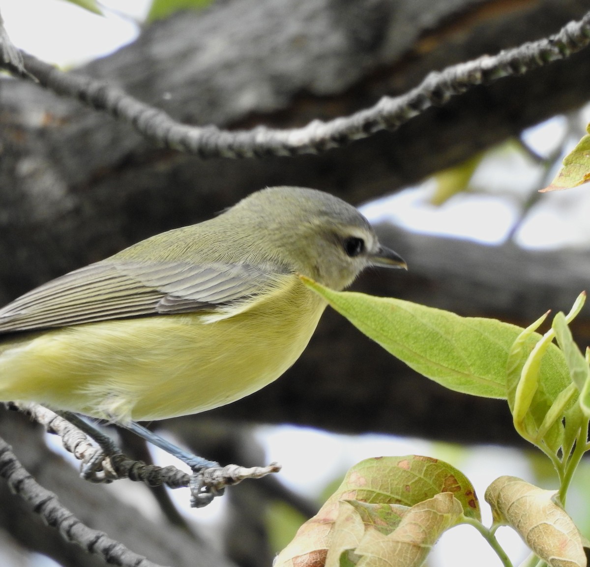 Philadelphia Vireo - ML642116314