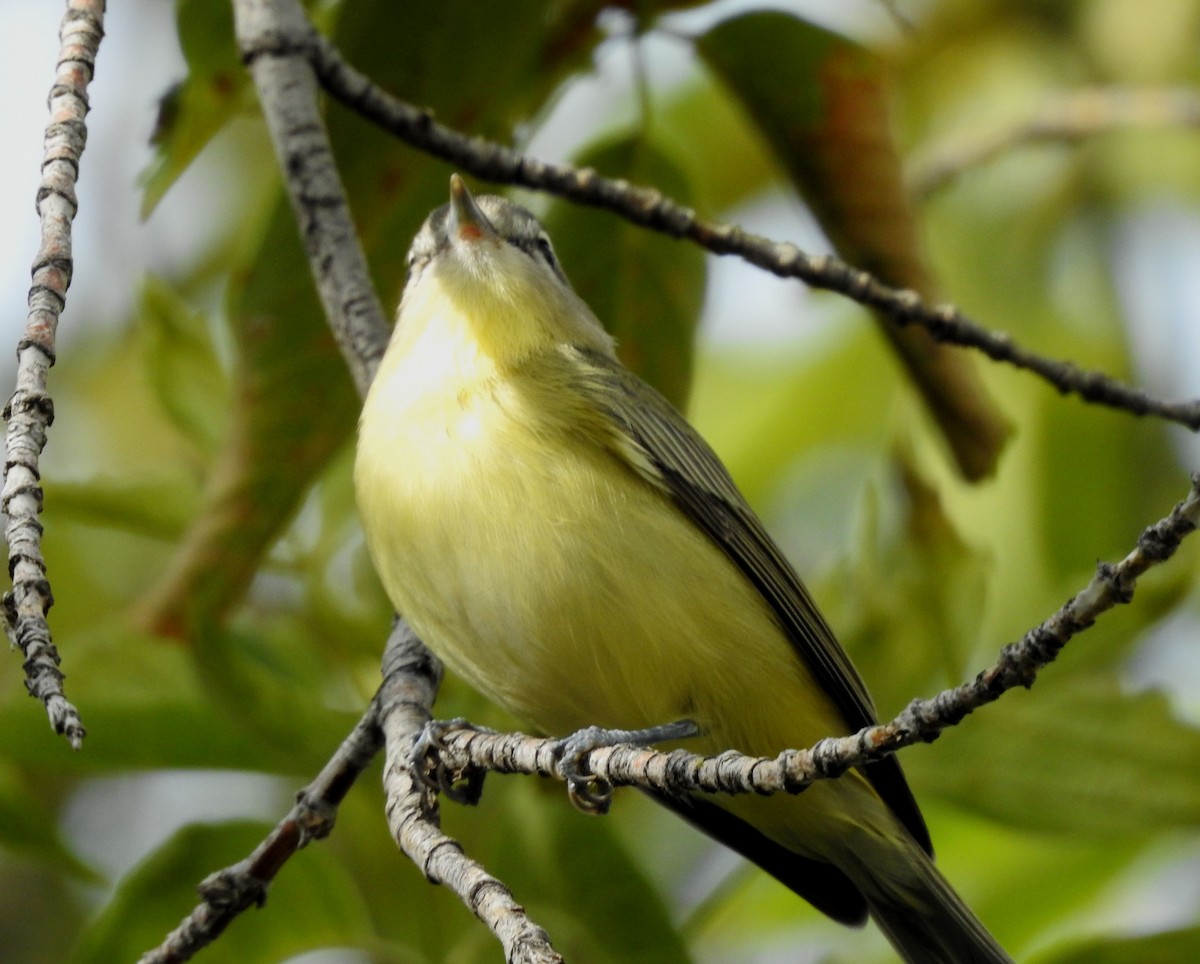 Philadelphia Vireo - ML642116315