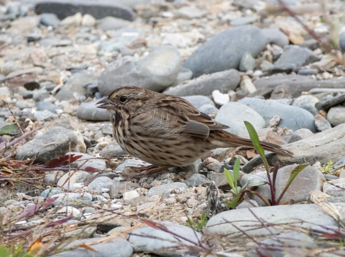 Song Sparrow - ML642116326