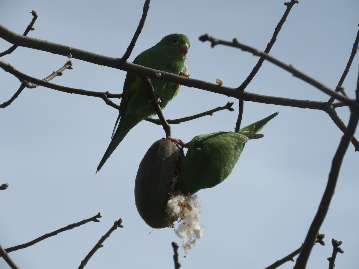 Yellow-chevroned Parakeet - ML642116329