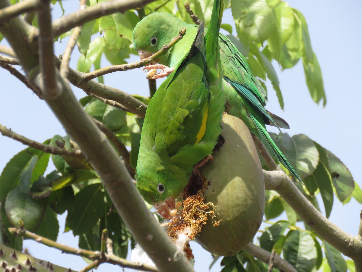 Yellow-chevroned Parakeet - ML642116330