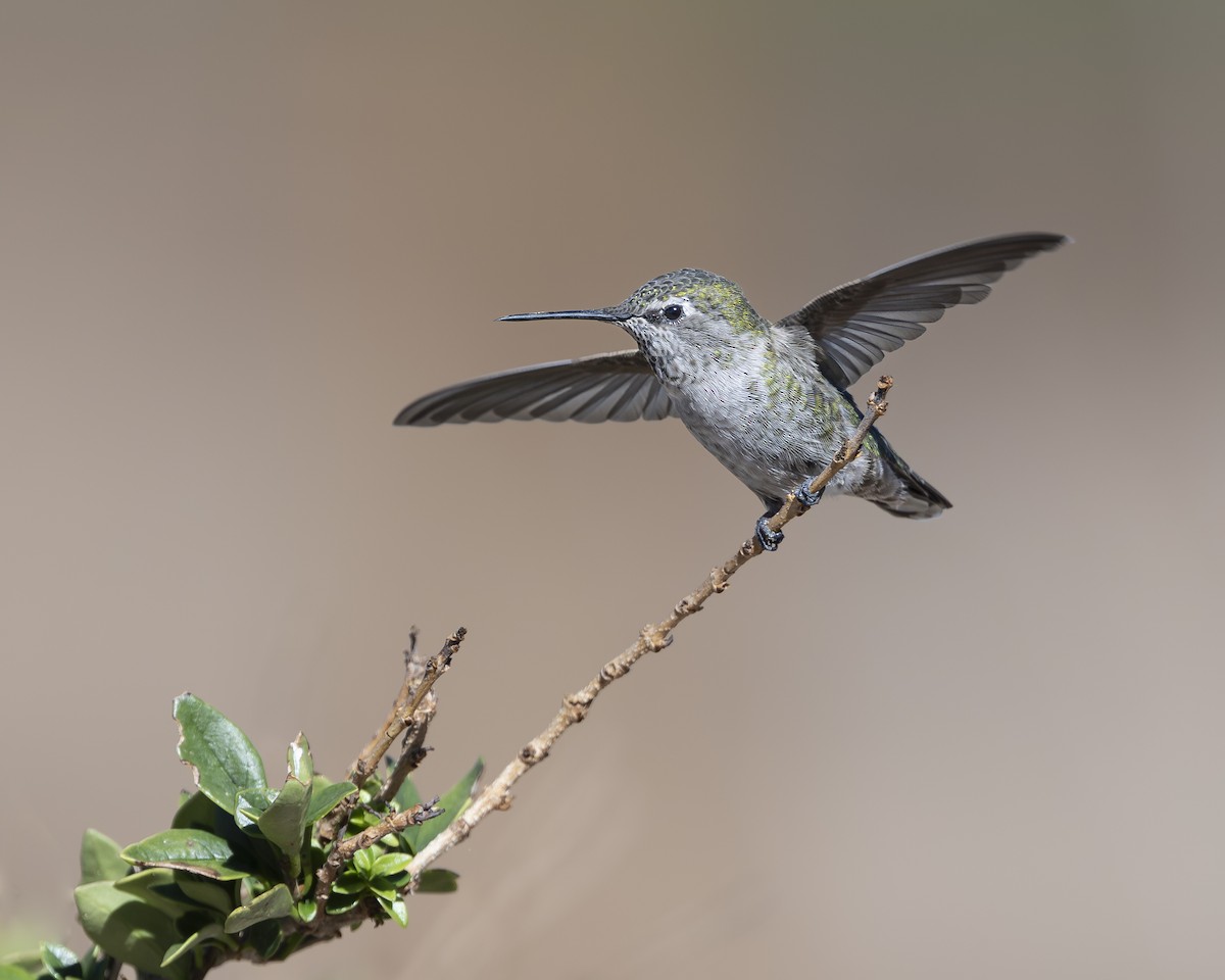 Anna's Hummingbird - ML642116338