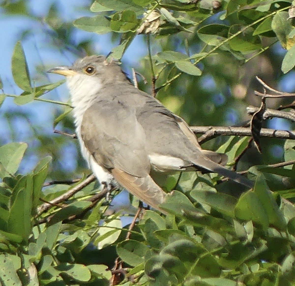 Yellow-billed Cuckoo - ML642116340