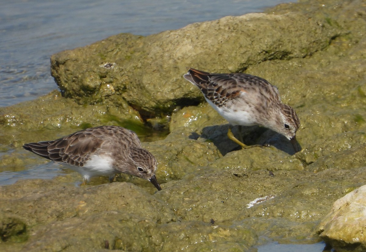 Least Sandpiper - ML642116348