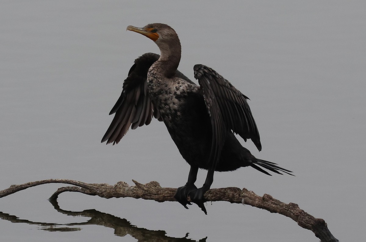 Double-crested Cormorant - ML642116350