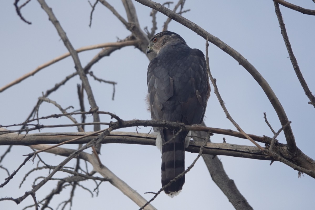 Cooper's Hawk - ML642116361