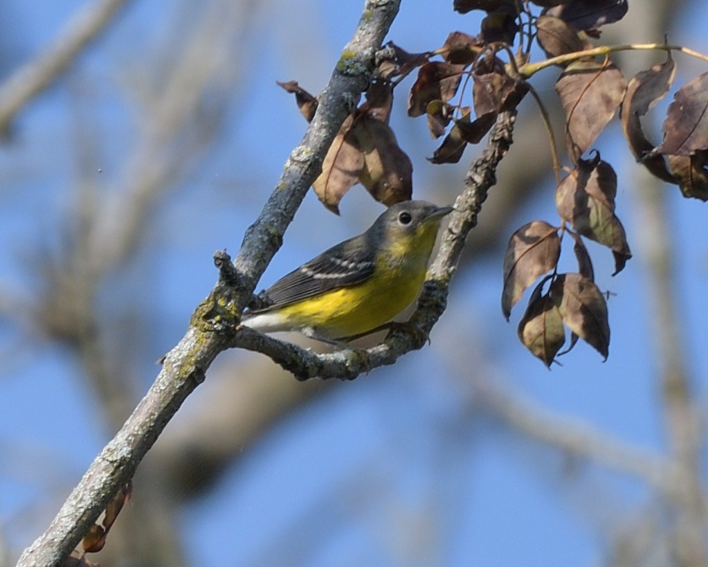 Magnolia Warbler - ML642116363