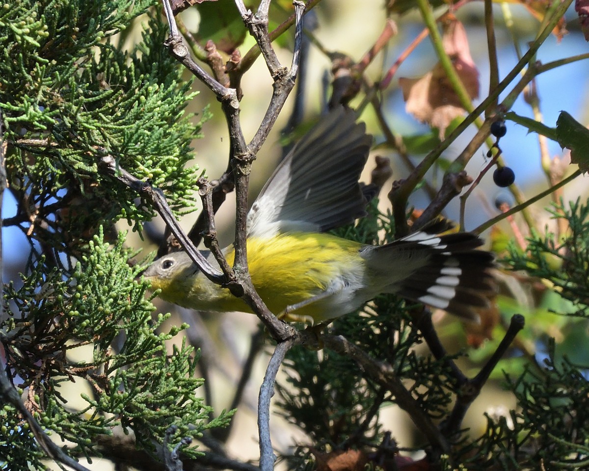 Magnolia Warbler - ML642116364