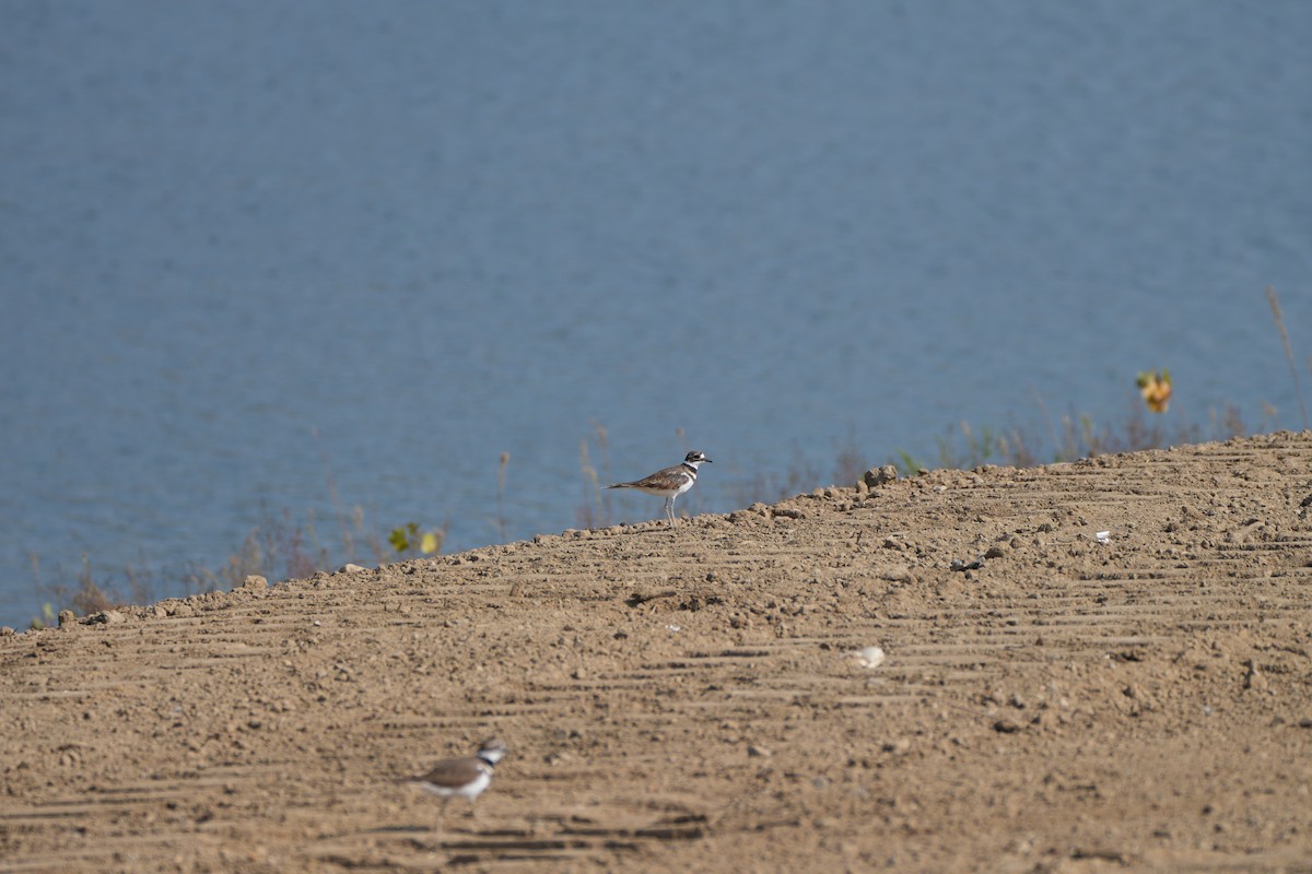Killdeer - ML642116366
