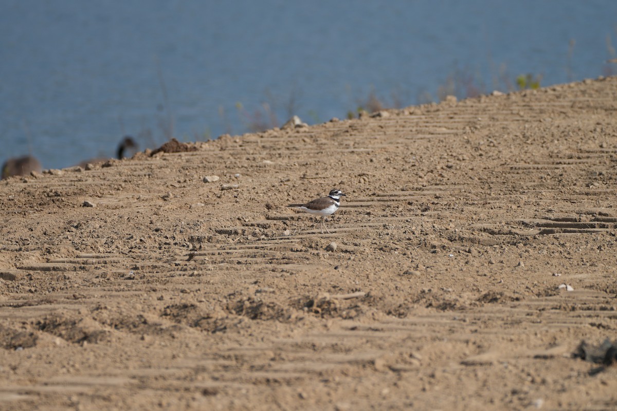 Killdeer - ML642116367