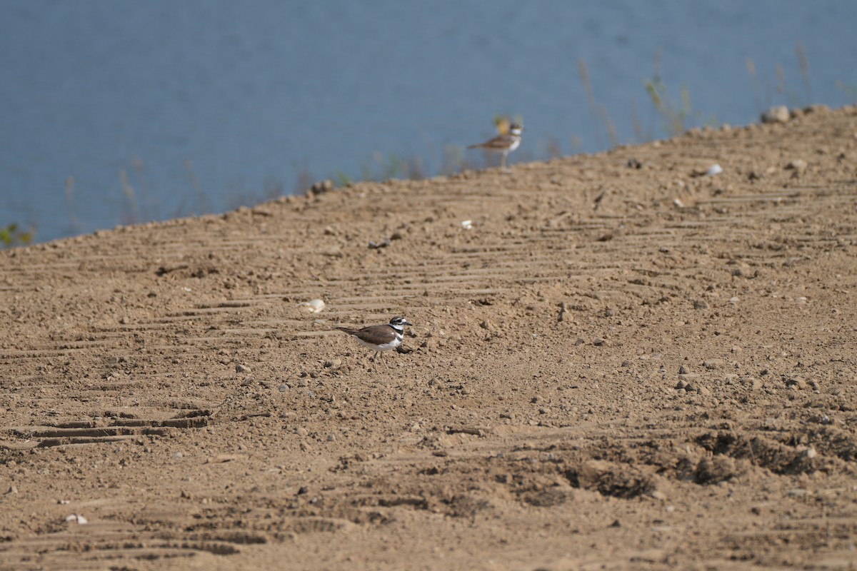 Killdeer - ML642116368