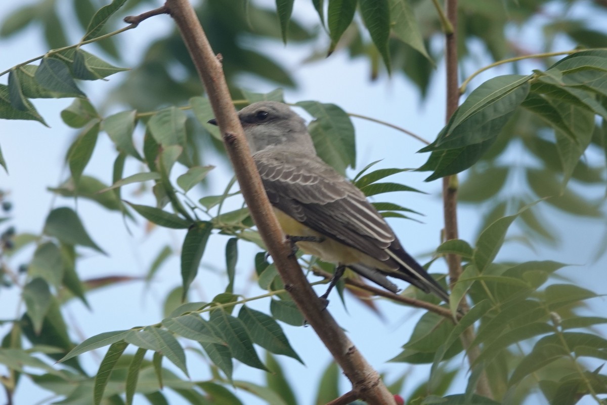 Western Kingbird - ML642116376