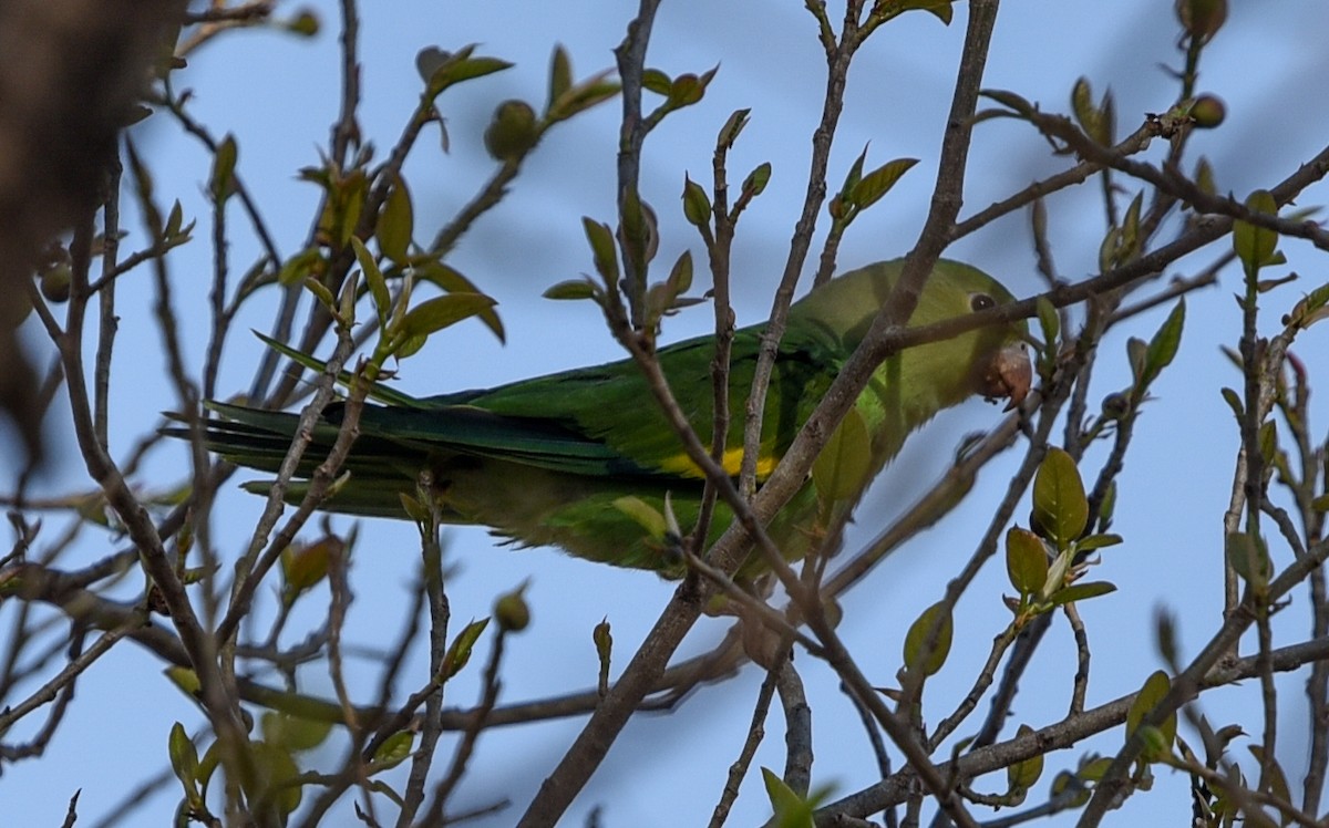 Yellow-chevroned Parakeet - ML642116382
