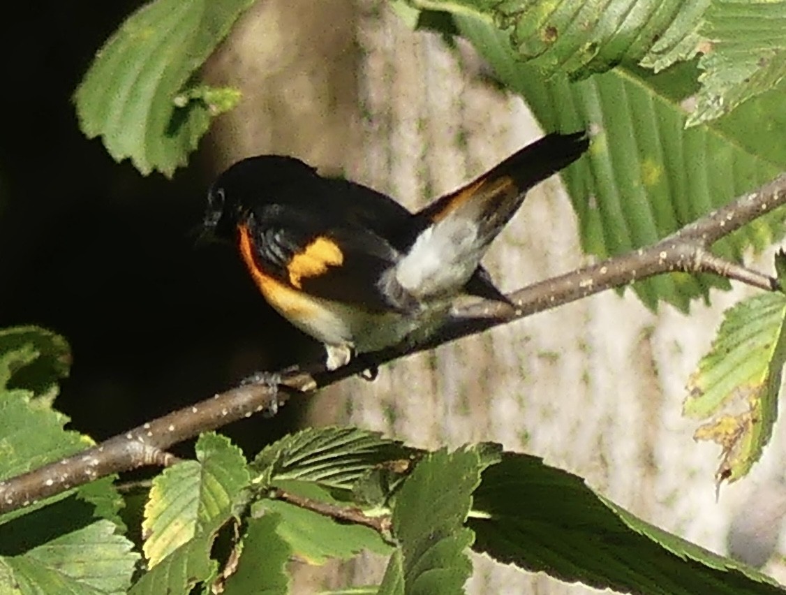 American Redstart - ML642116384