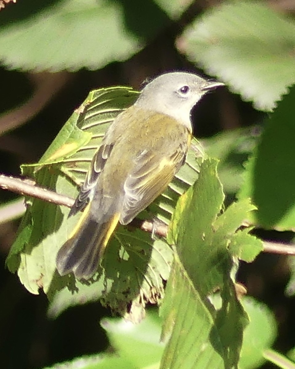 American Redstart - ML642116385