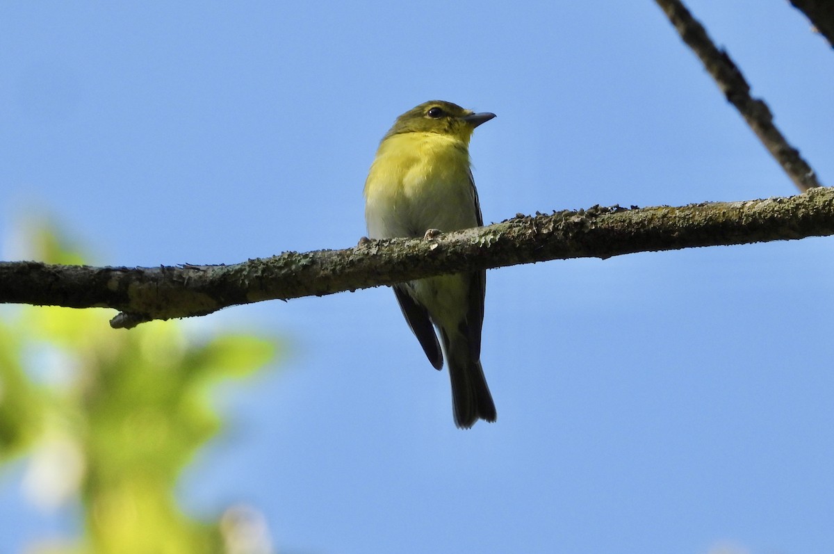 Yellow-throated Vireo - ML642116403