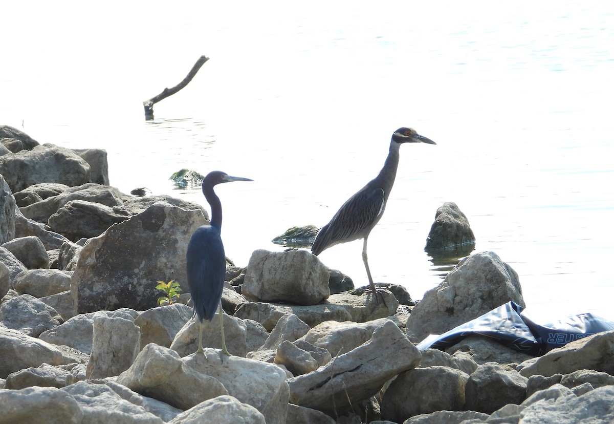 Yellow-crowned Night Heron - ML642116409