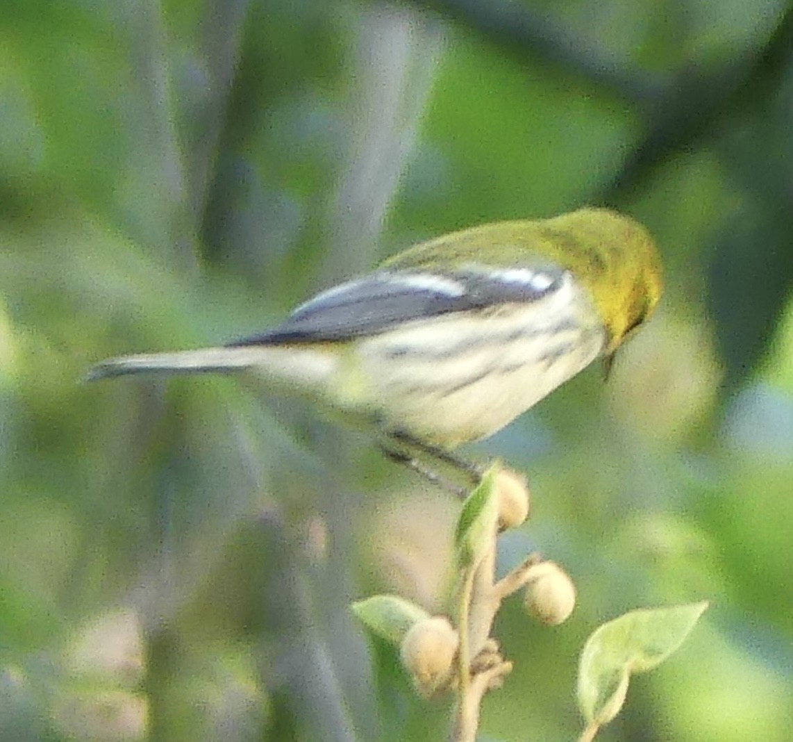 Black-throated Green Warbler - ML642116414