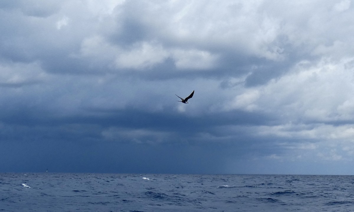 Magnificent Frigatebird - ML642116415