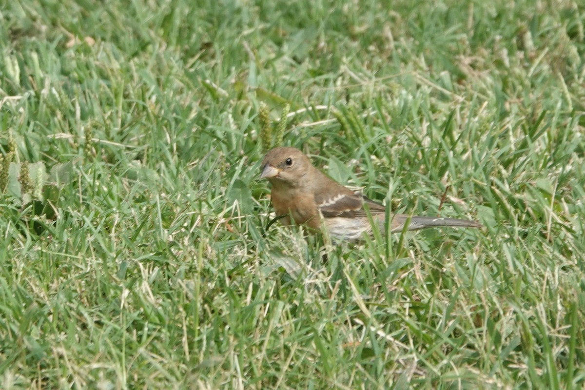 Lazuli Bunting - ML642116419