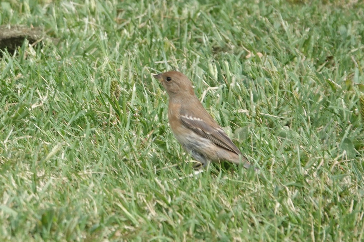 Lazuli Bunting - ML642116420