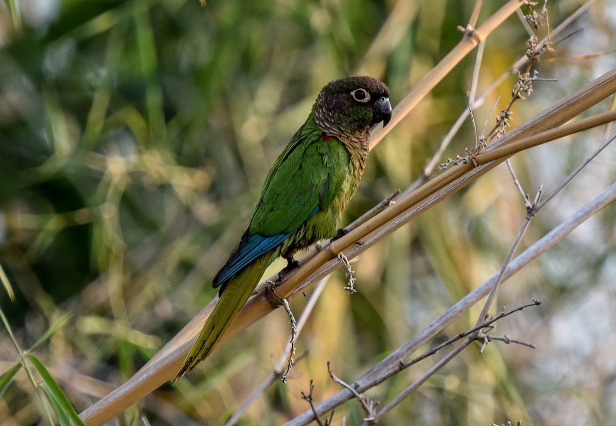 Blaze-winged Parakeet - ML642116425
