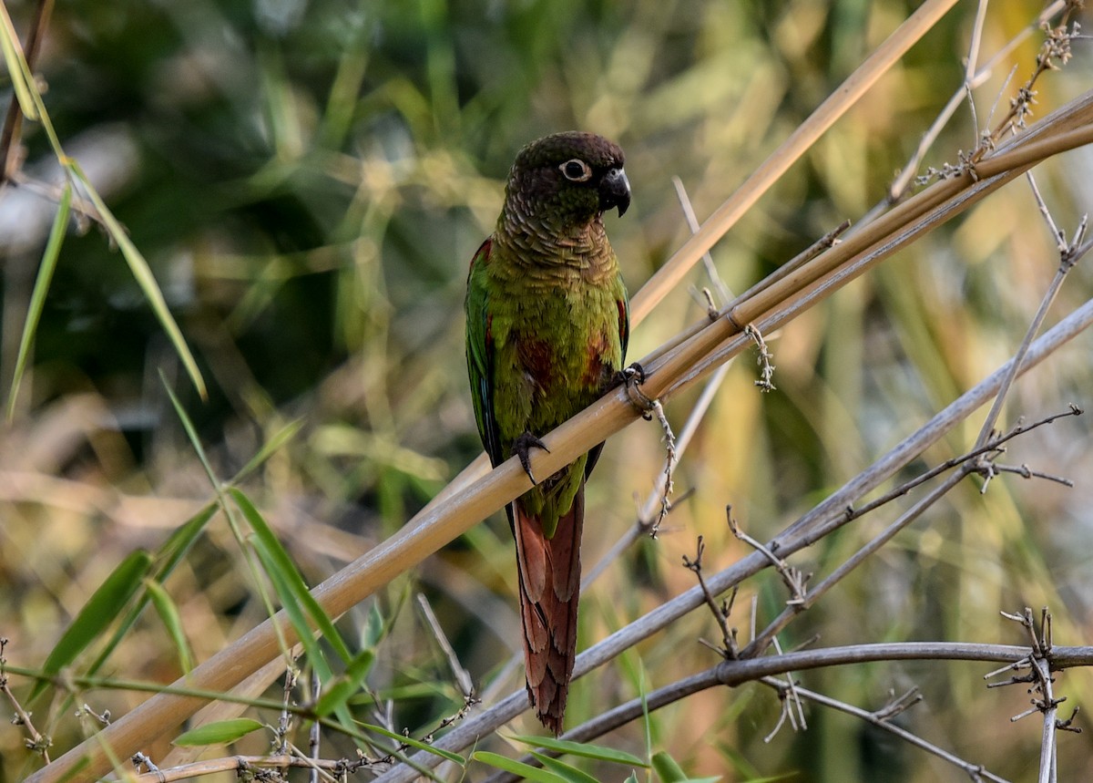 Blaze-winged Parakeet - ML642116426