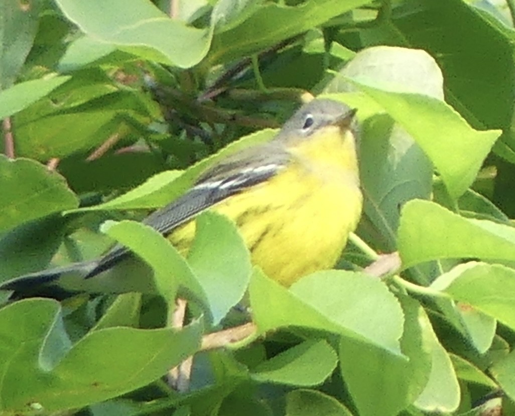 Magnolia Warbler - ML642116433