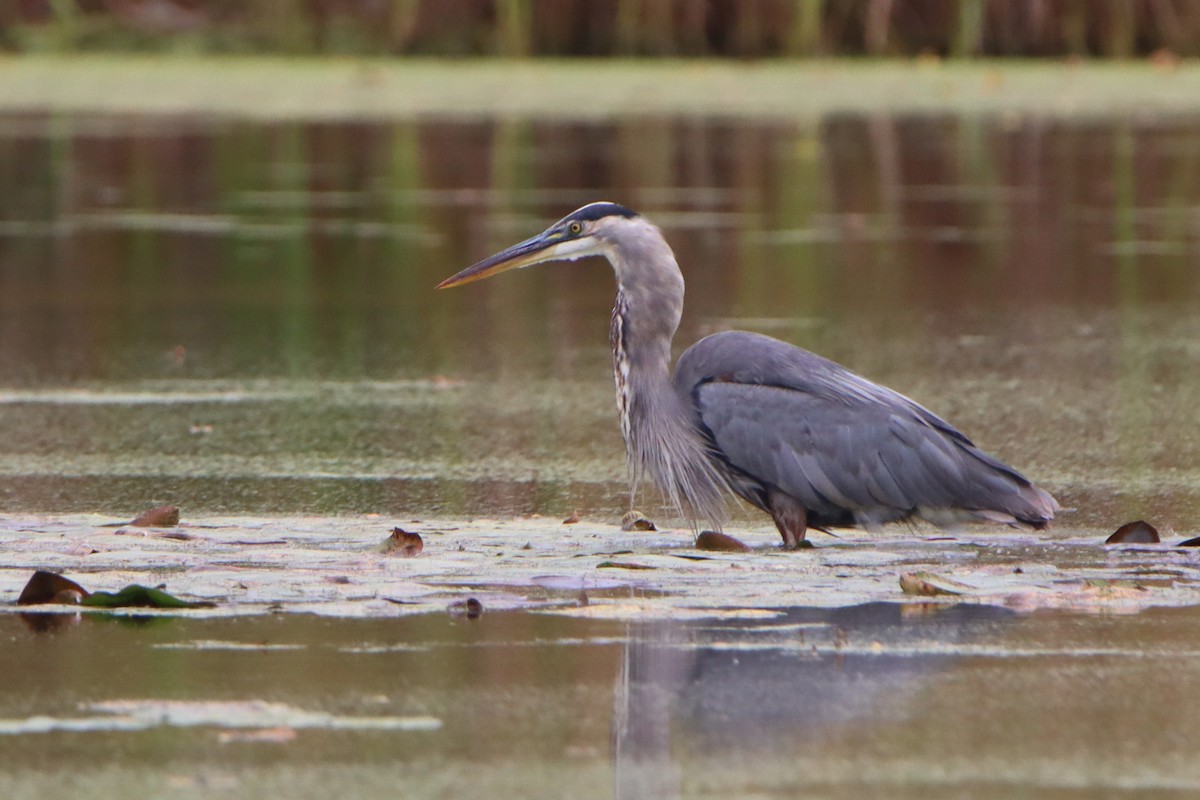 Great Blue Heron - ML642116442