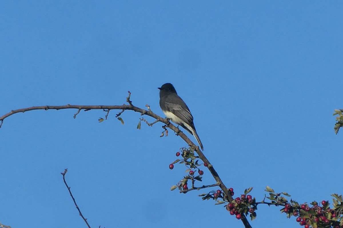 Black Phoebe - ML642116443