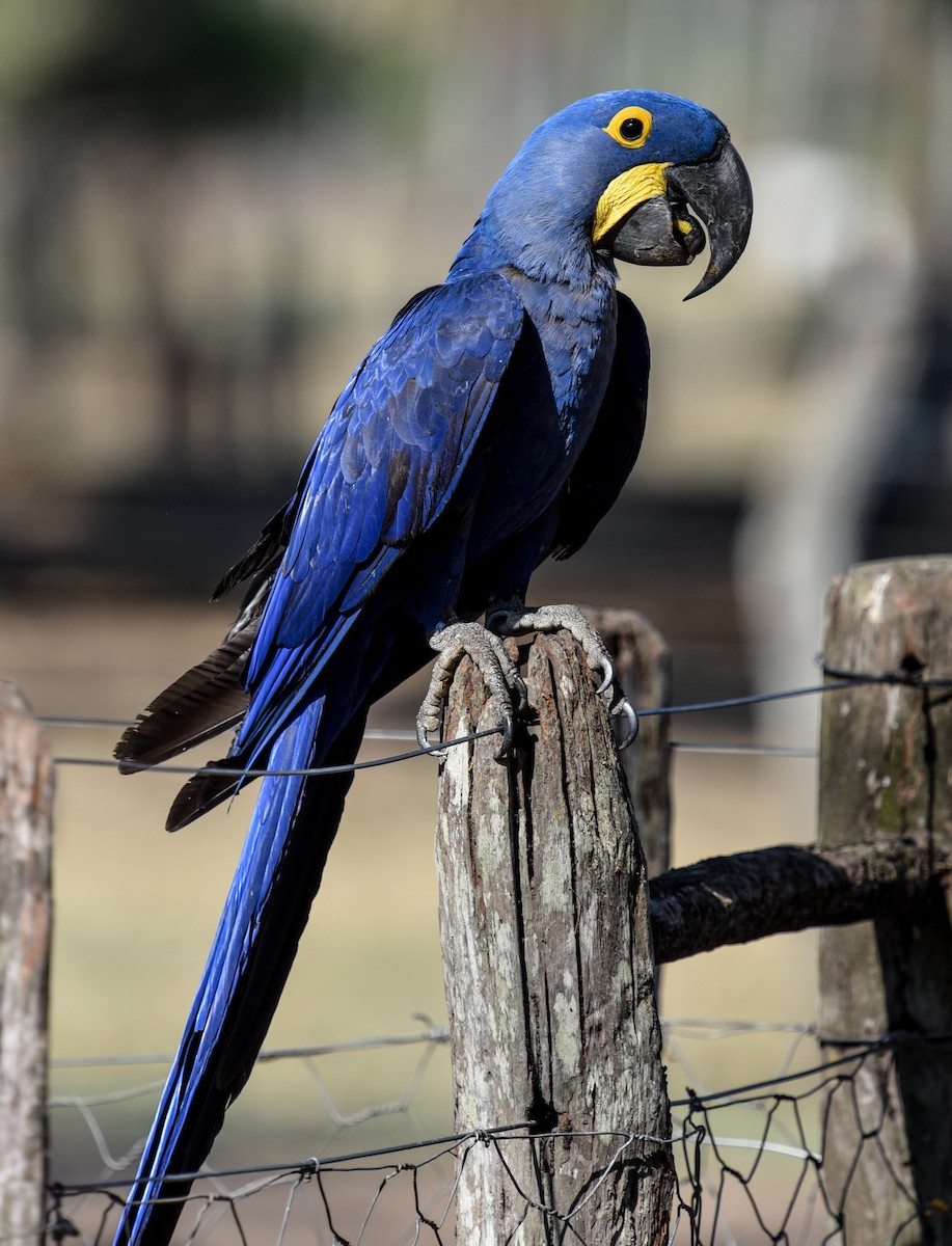 Hyacinth Macaw - ML642116445