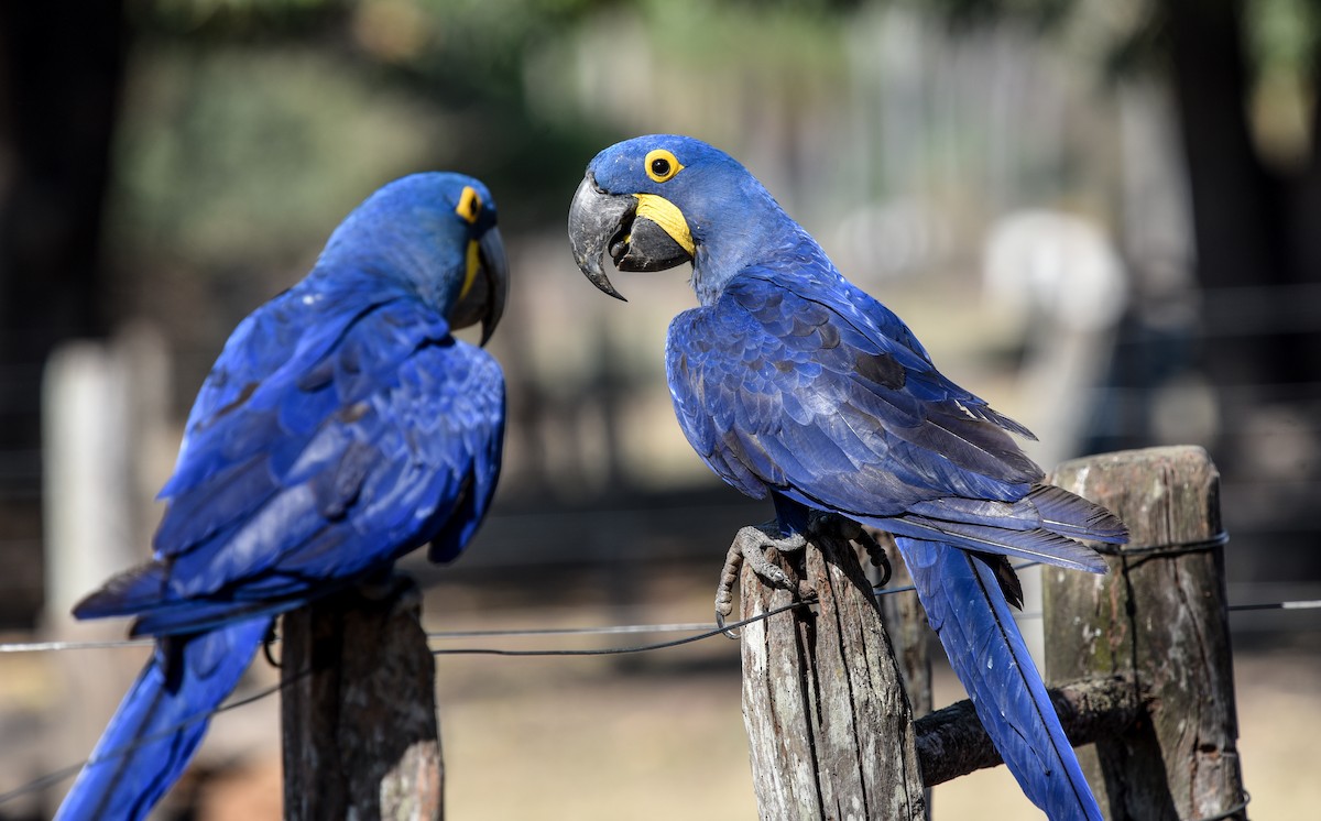 Hyacinth Macaw - ML642116446