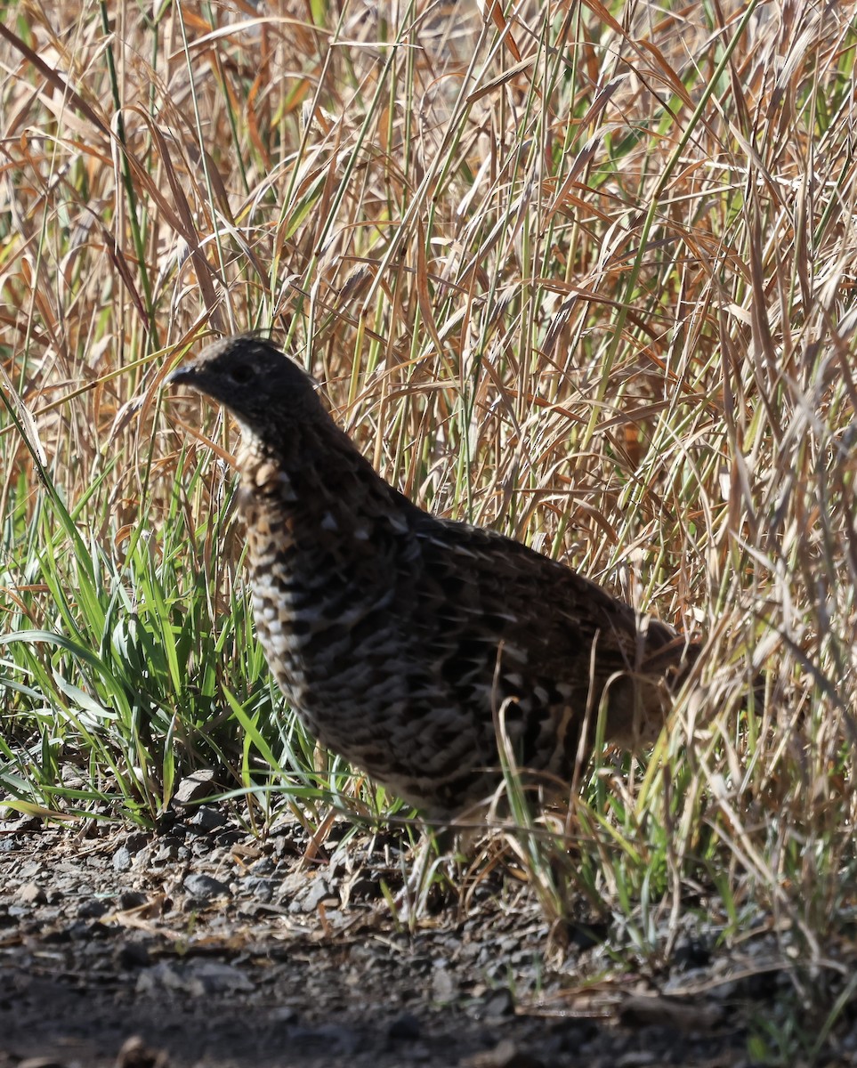 Ruffed Grouse - ML642116447