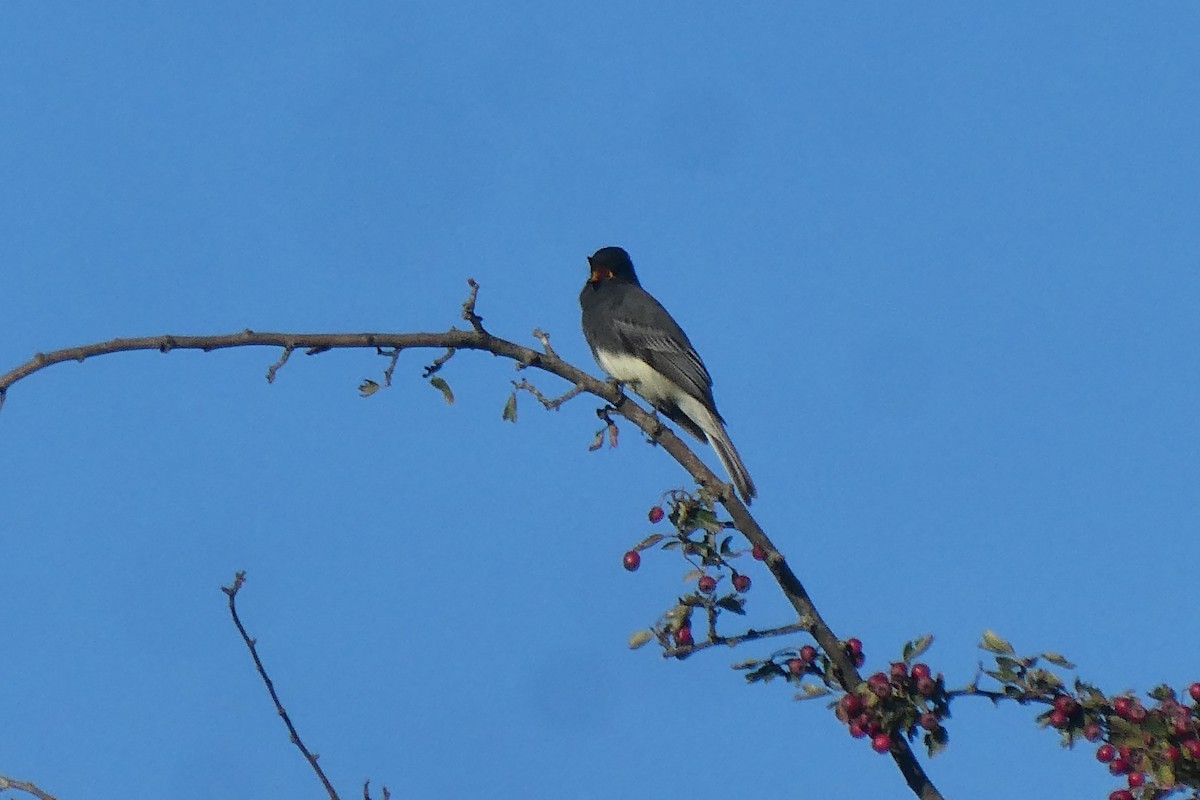 Black Phoebe - ML642116450