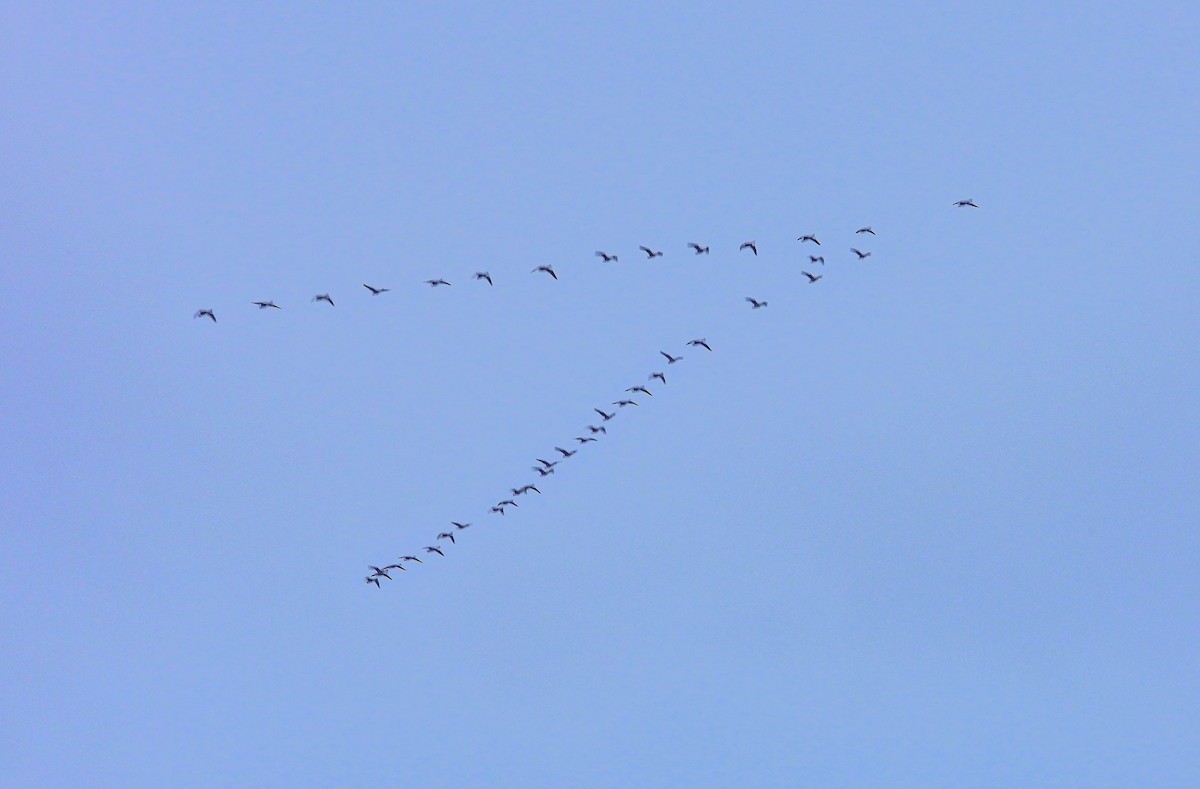 Canada Goose - ML642116451